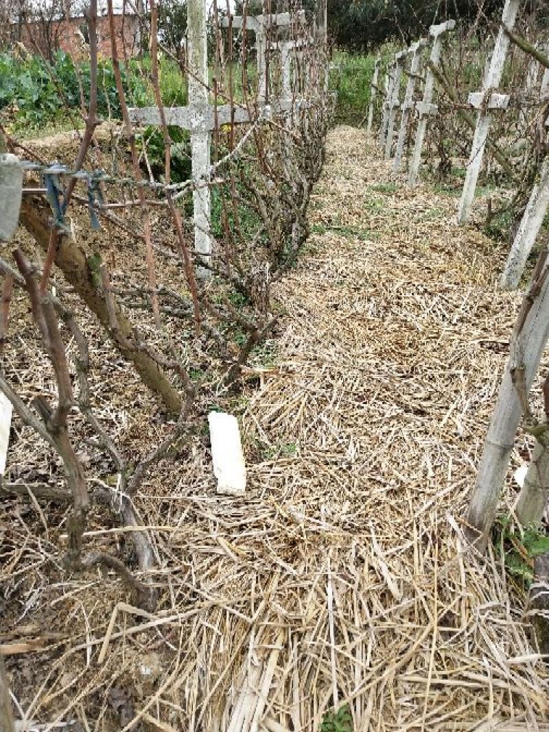 巨峰葡萄苗30~50cm3年