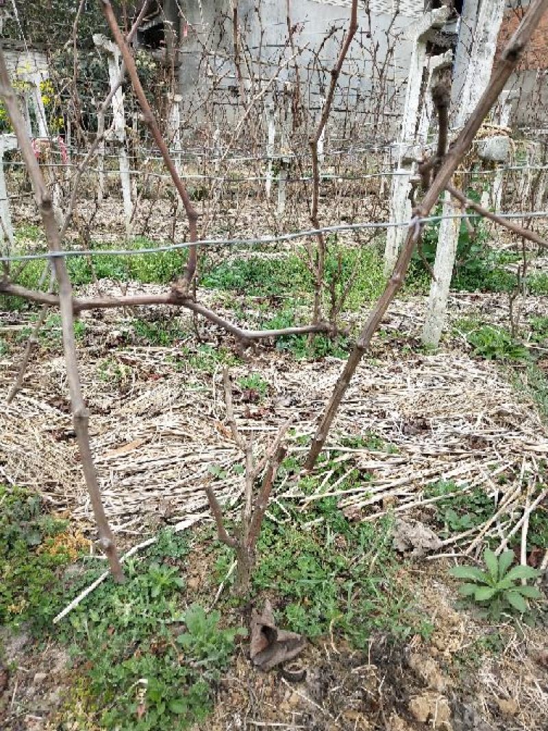 巨峰葡萄苗30~50cm3年