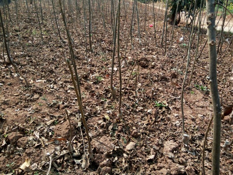 川早核桃苗1~2年50~100cm