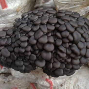 【食用菌】菌棒菌种多个品种优质，高产，抗病，品种多。