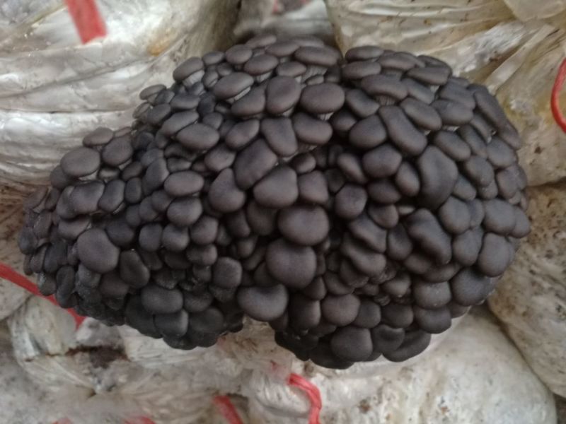 【食用菌】菌棒菌种多个品种优质，高产，抗病，品种多。