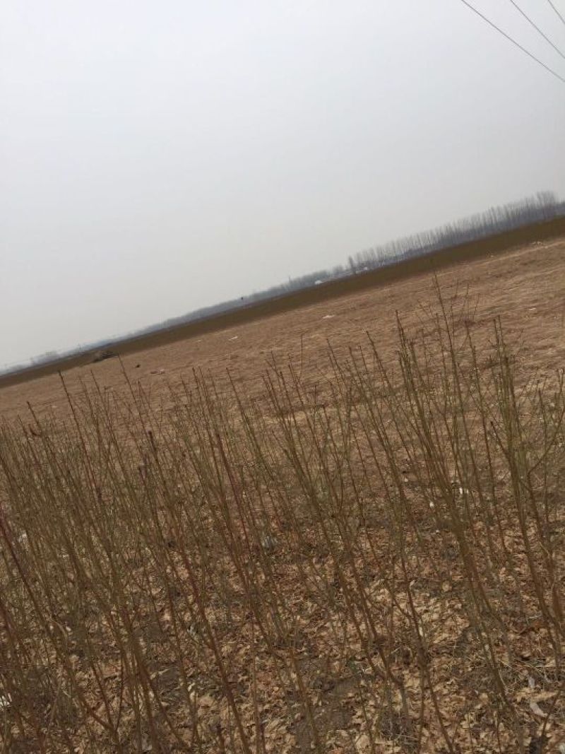 超突围桃树苗，成熟期早硬度好耐运输！