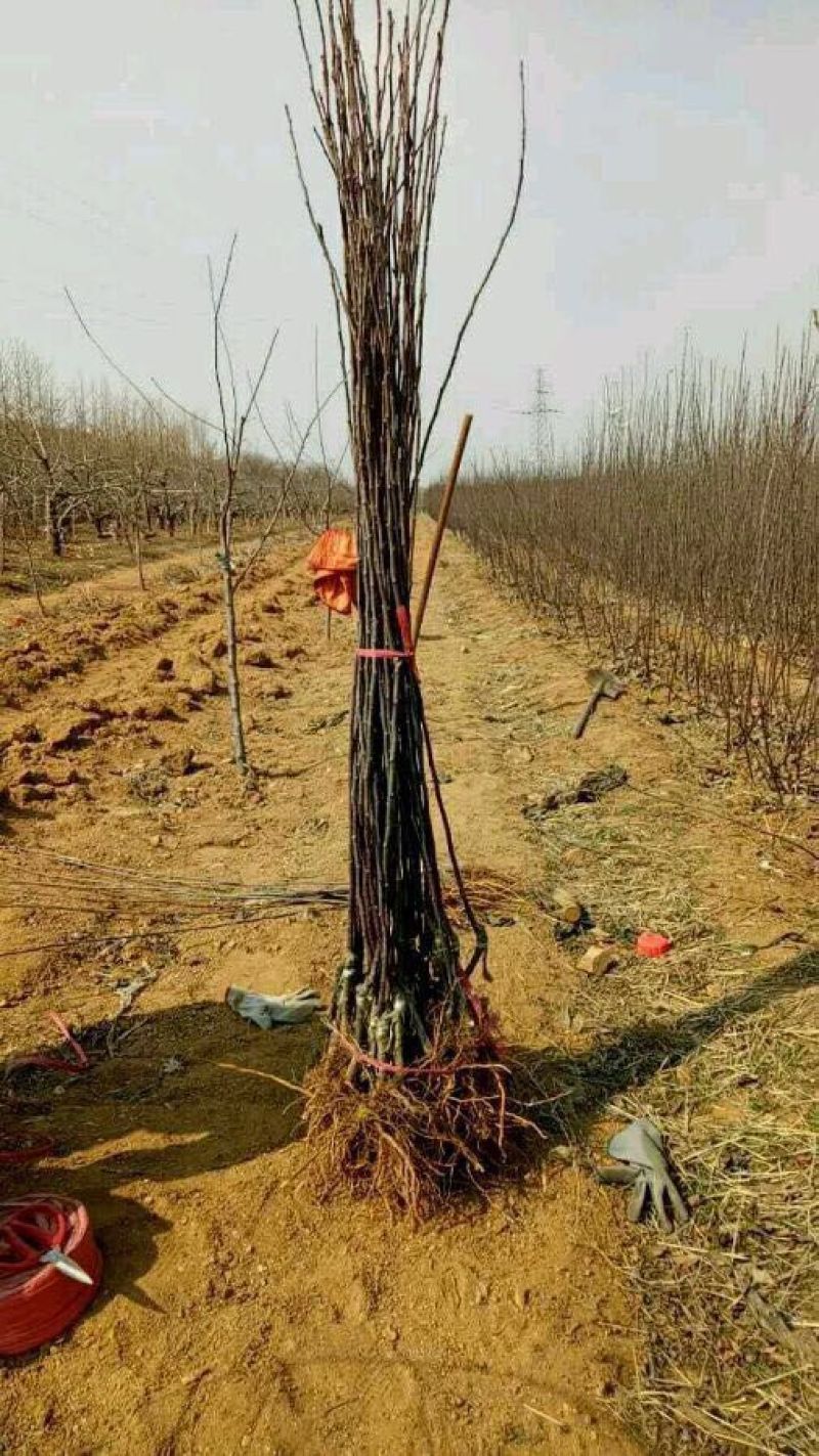 苹果树苗红富士苹果苗死苗补发免费提供技术指导