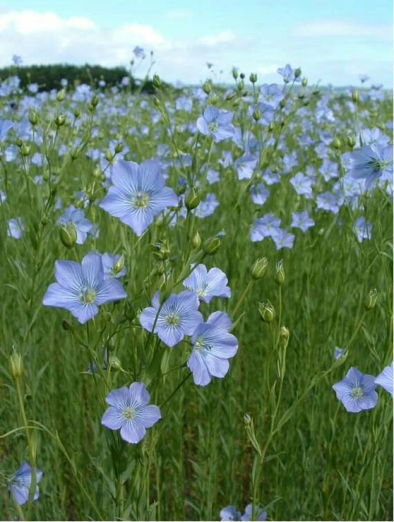 亚麻