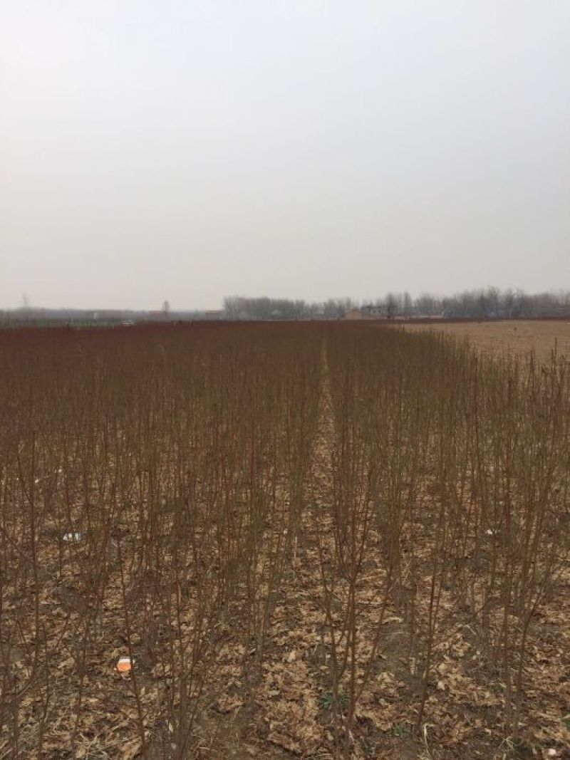 春晓极早熟毛桃树苗产量高个头大脆甜爽口