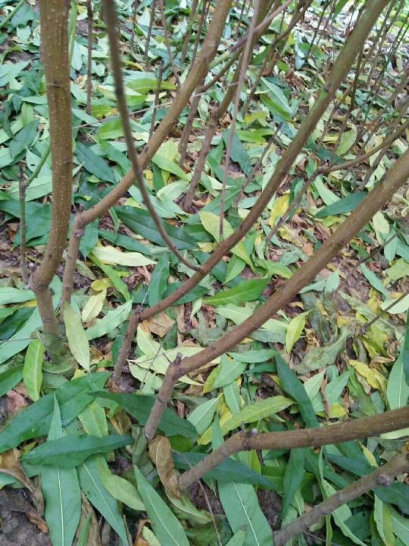 春晓极早熟毛桃树苗产量高个头大脆甜爽口