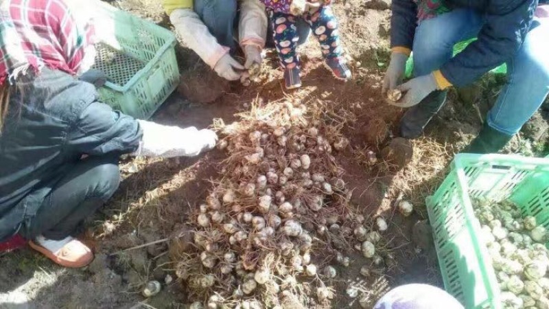 百合种球独头药食两用