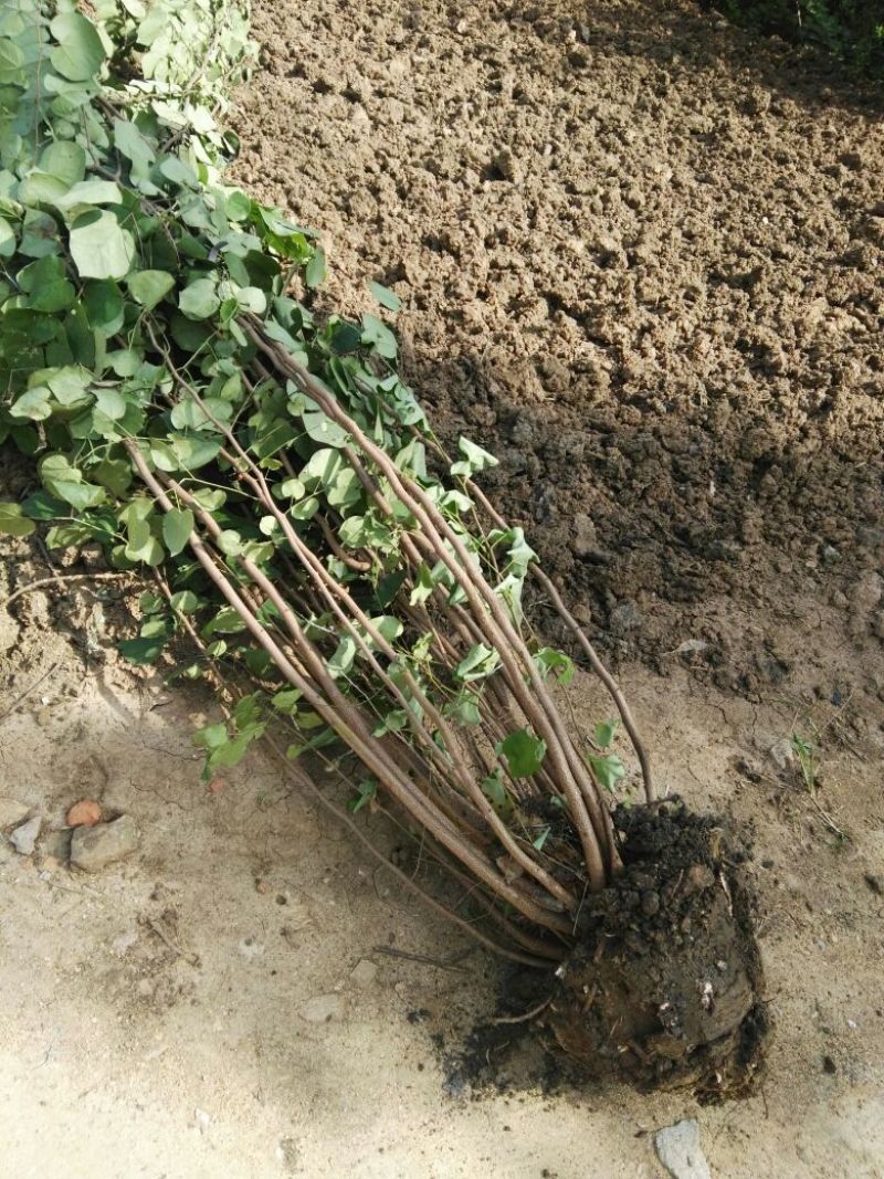 大量供应丛生紫荆，自家地栽苗，黑土地成活率高等特点。