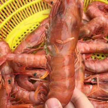 红虾食用冰鲜虾