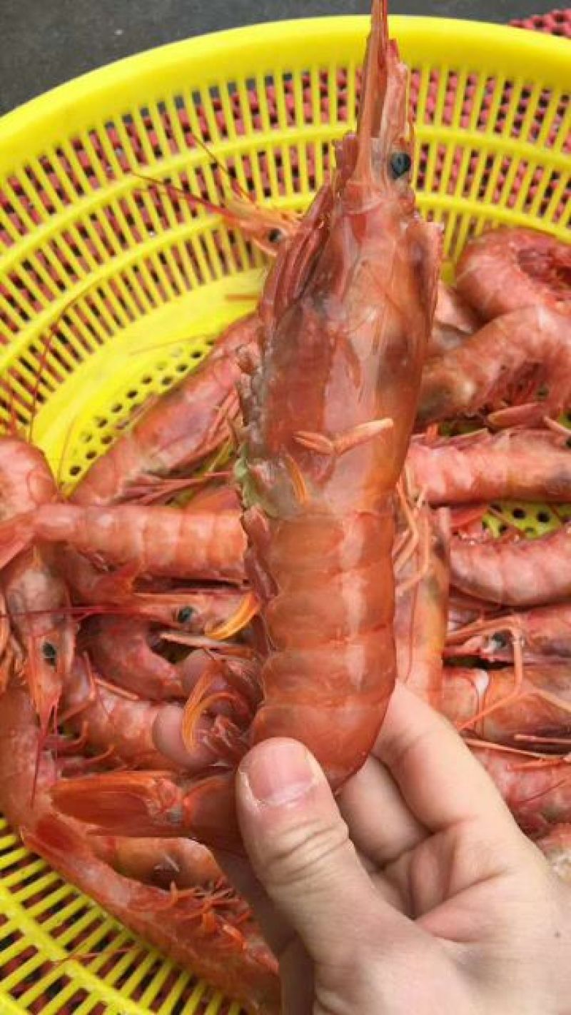 红虾食用冰鲜虾