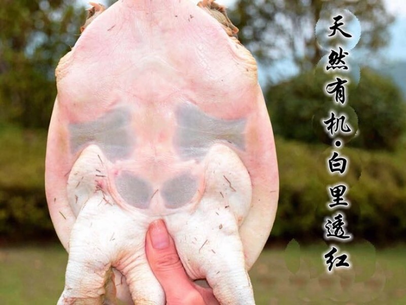 生态甲鱼2.5~3斤