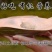 生态甲鱼2.5~3斤