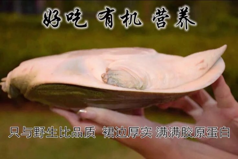 生态甲鱼2.5~3斤