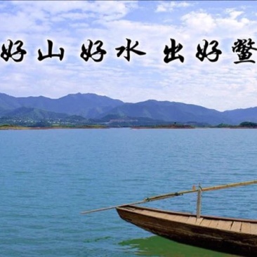 生态甲鱼2.5~3斤