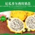 带根带芽燕窝果苗黄皮火龙果苗麒麟果苗燕窝火龙果苗