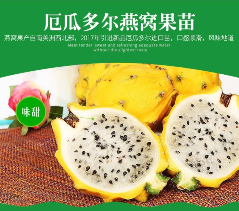 带根带芽燕窝果苗黄皮火龙果苗麒麟果苗燕窝火龙果苗