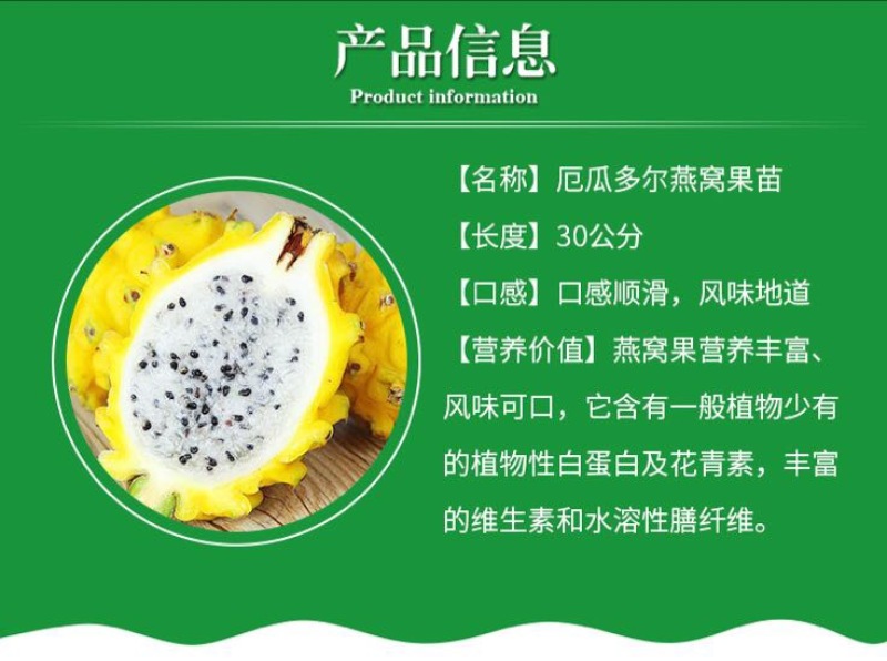 带根带芽燕窝果苗黄皮火龙果苗麒麟果苗燕窝火龙果苗