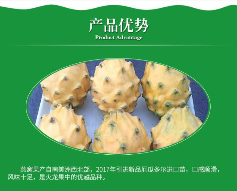 带根带芽燕窝果苗黄皮火龙果苗麒麟果苗燕窝火龙果苗