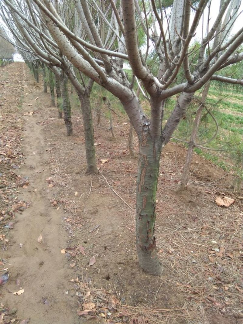 山东泰安岱岳区，晚樱花树，12的大量有货。