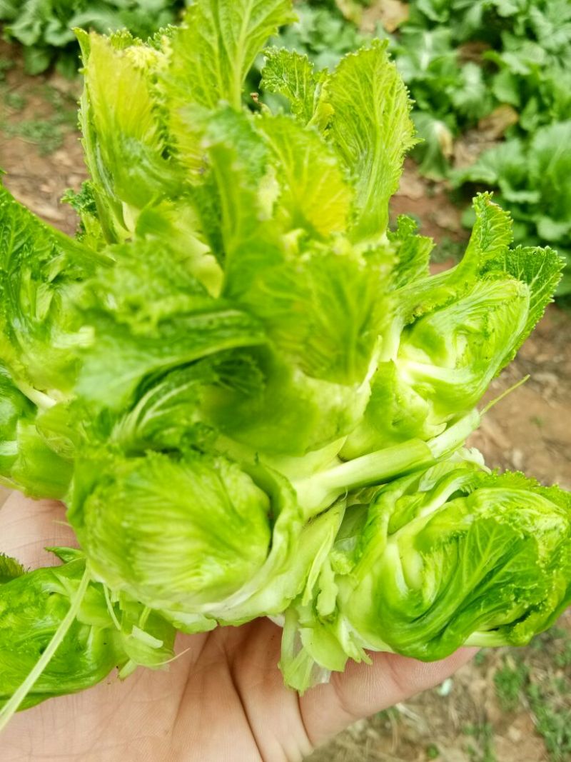 儿菜2两以上