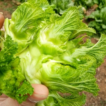 儿菜2两以上