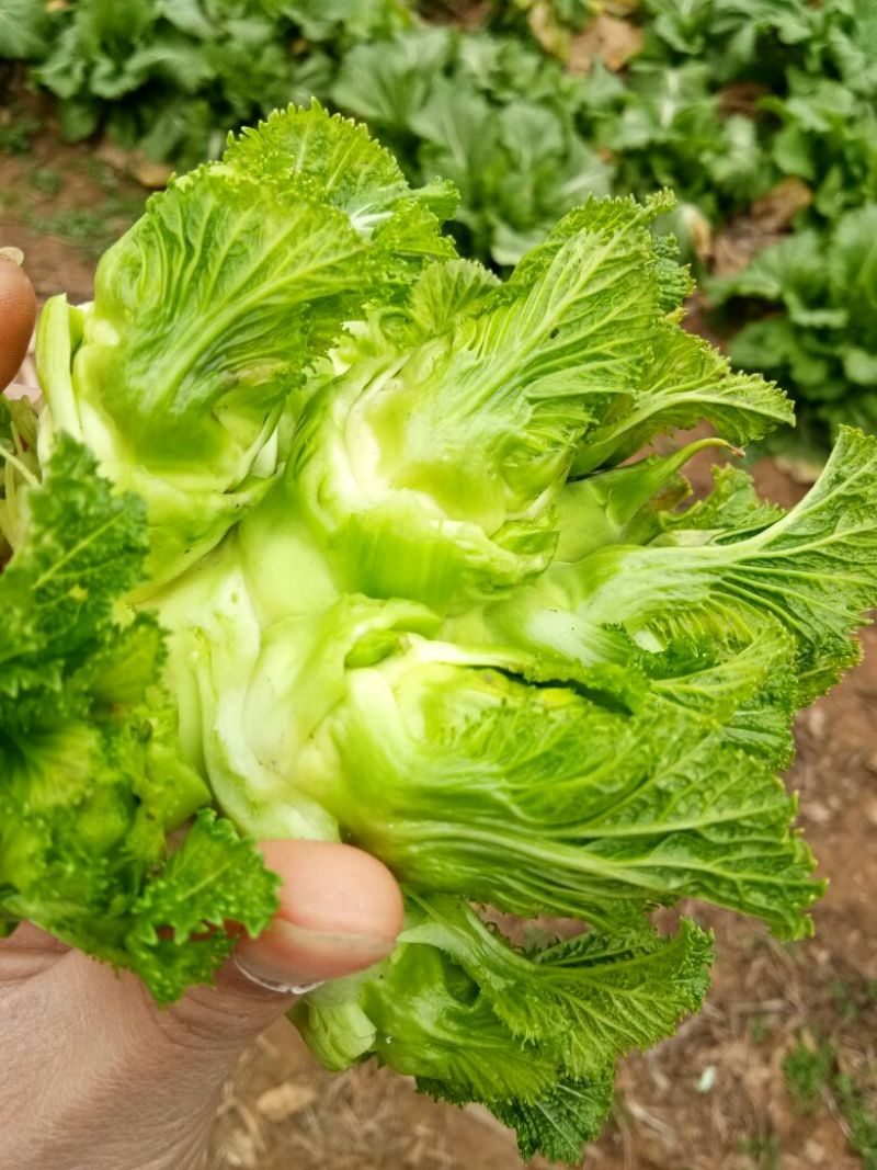 儿菜2两以上