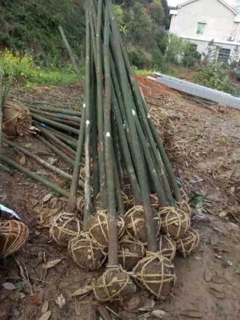 光杆香樟5公分截杆香樟苗圃直供一手货源