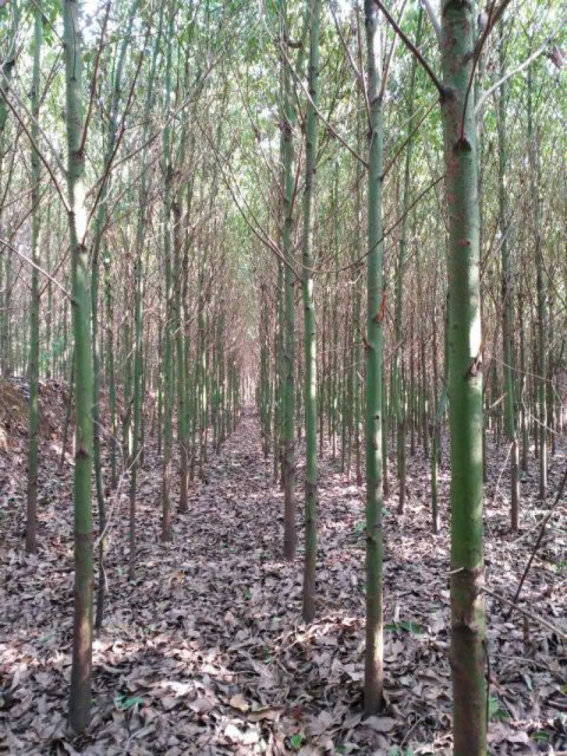 光杆香樟5公分截杆香樟苗圃直供一手货源