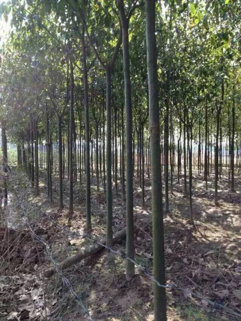 光杆香樟5公分截杆香樟苗圃直供一手货源