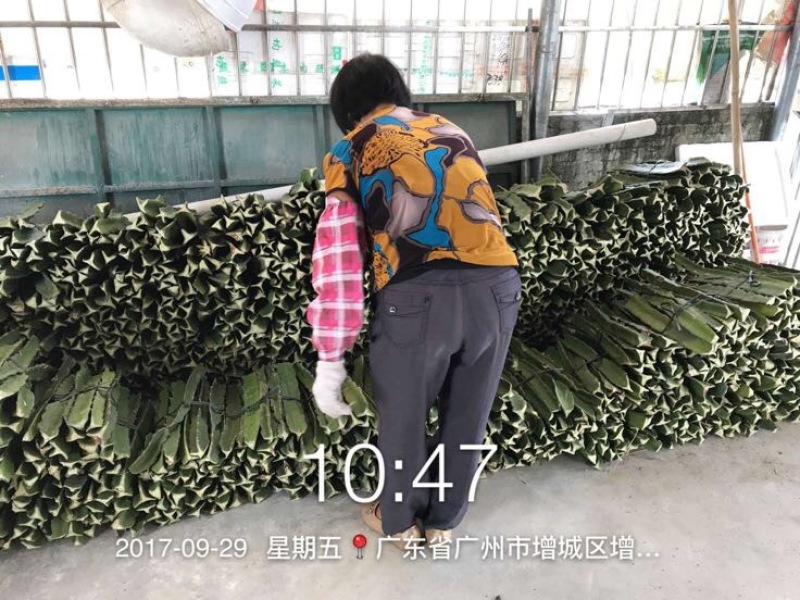 自花授粉红心火龙果苗金都一号台湾软枝大红苗