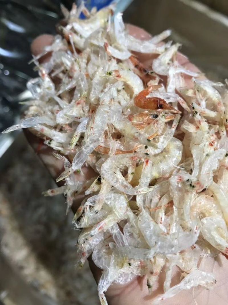 虾皮特级