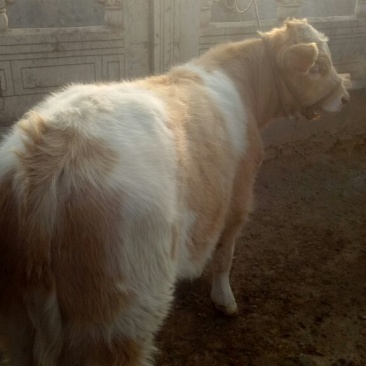 西门塔尔牛犊200~300kg
