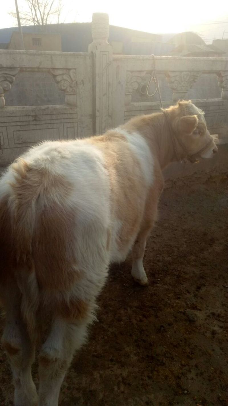 西门塔尔牛犊200~300kg