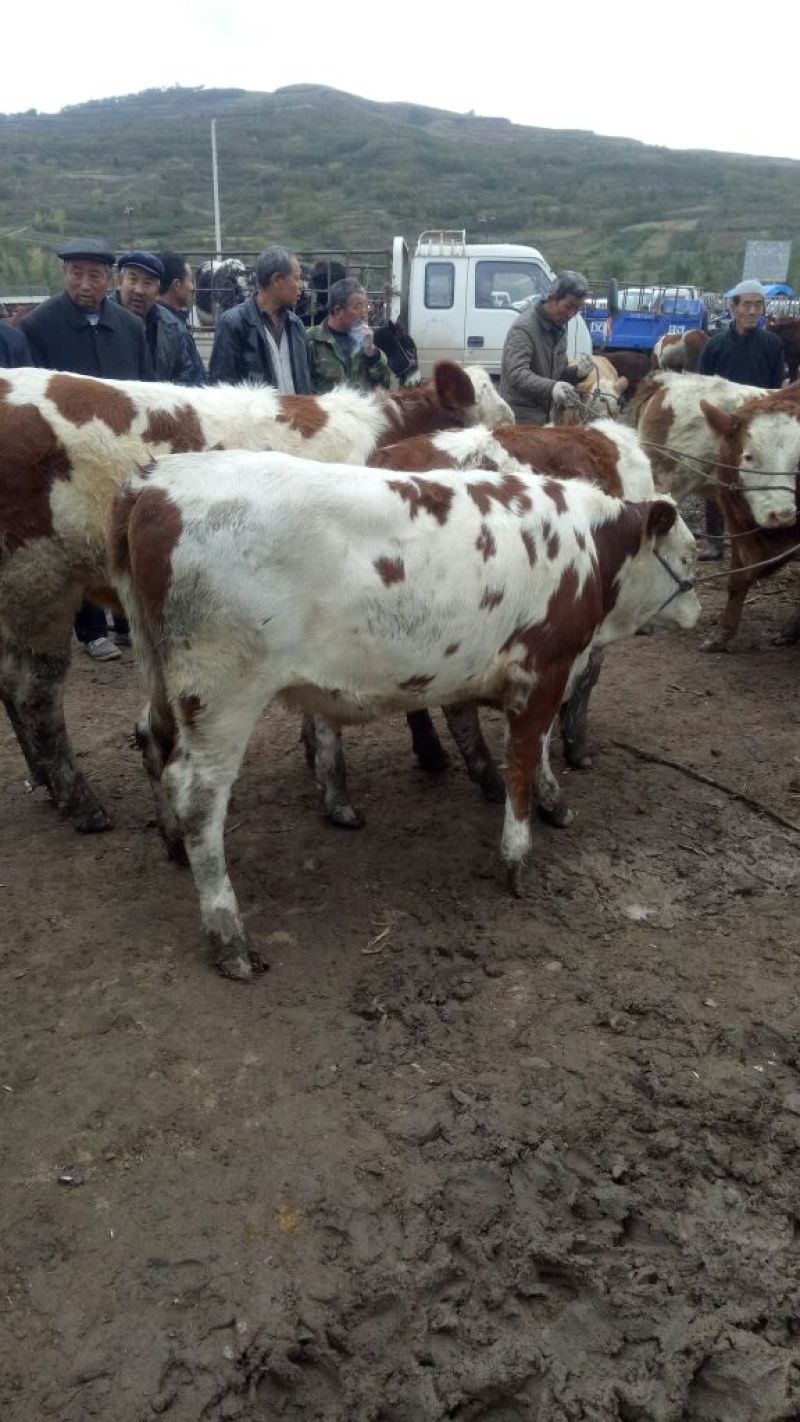 西门塔尔牛犊200~300kg