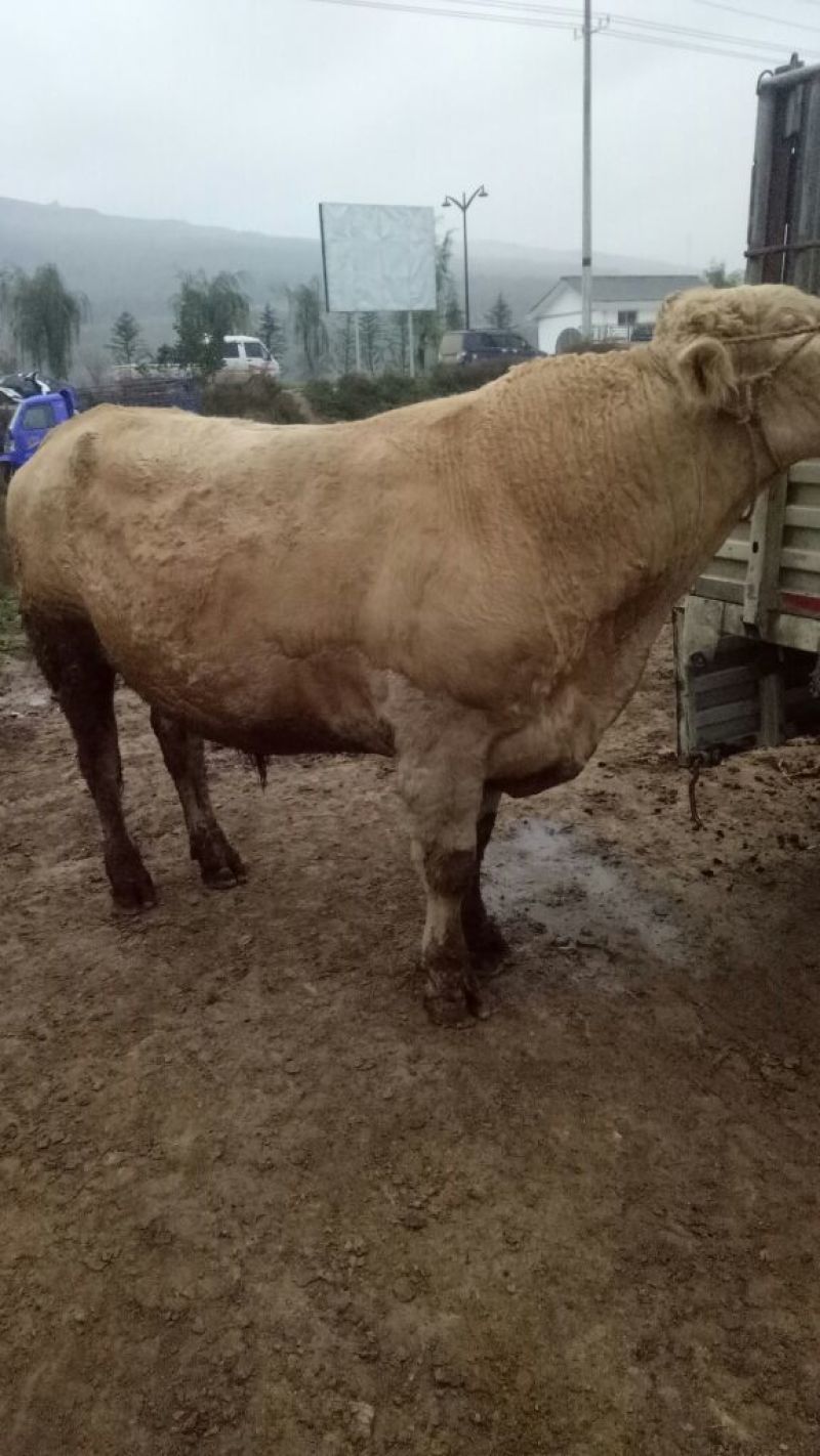 西门塔尔牛犊200~300kg