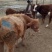 西门塔尔牛犊200~300kg