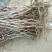 冬枣树苗80~110cm