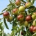 冬枣树苗80~110cm