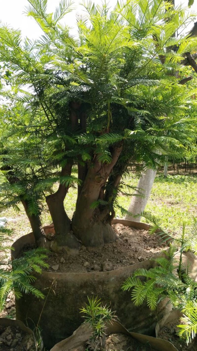 三尖杉51~80cm