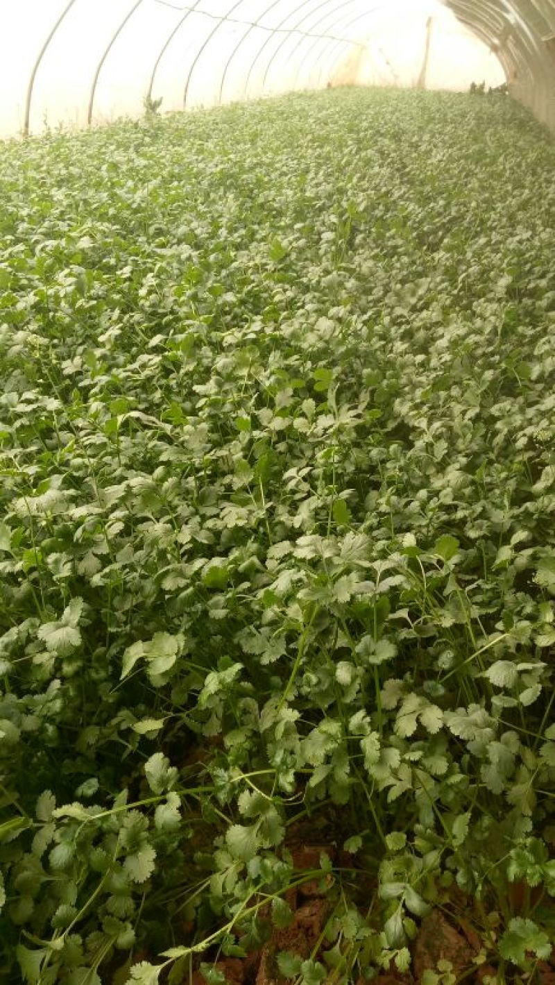 河北邯郸香菜一年四季供应精品香菜，价格合理，质量保证