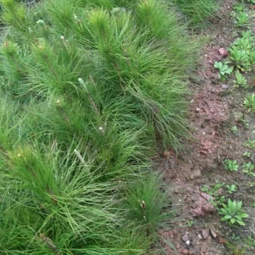 湿地松20~30cm