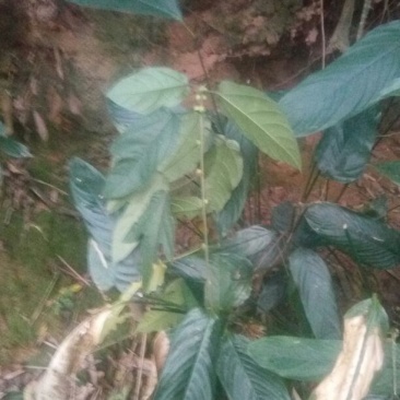 五指毛桃种苗