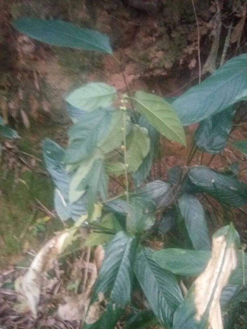 五指毛桃种苗
