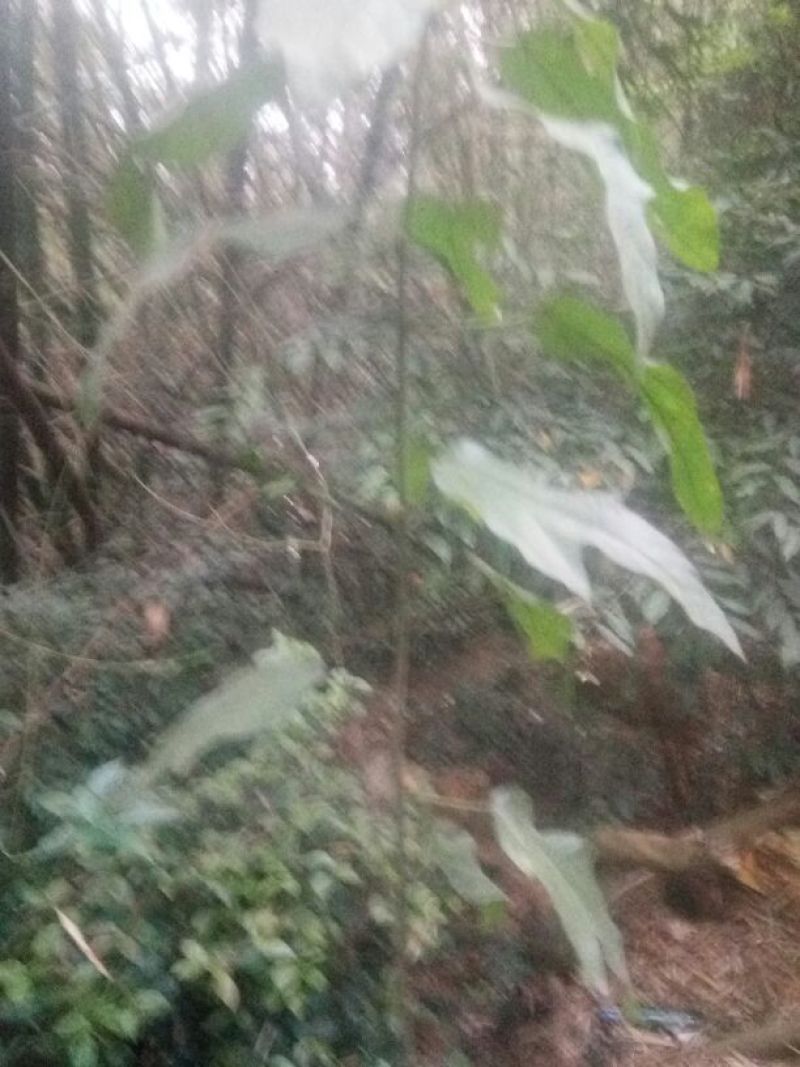 五指毛桃种苗
