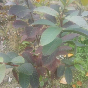 台湾珍珠番石榴苗30~50cm
