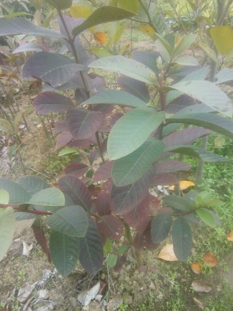 台湾珍珠番石榴苗30~50cm