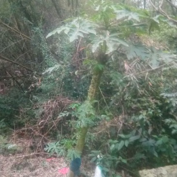 木瓜树苗10~20cm
