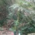 木瓜树苗10~20cm