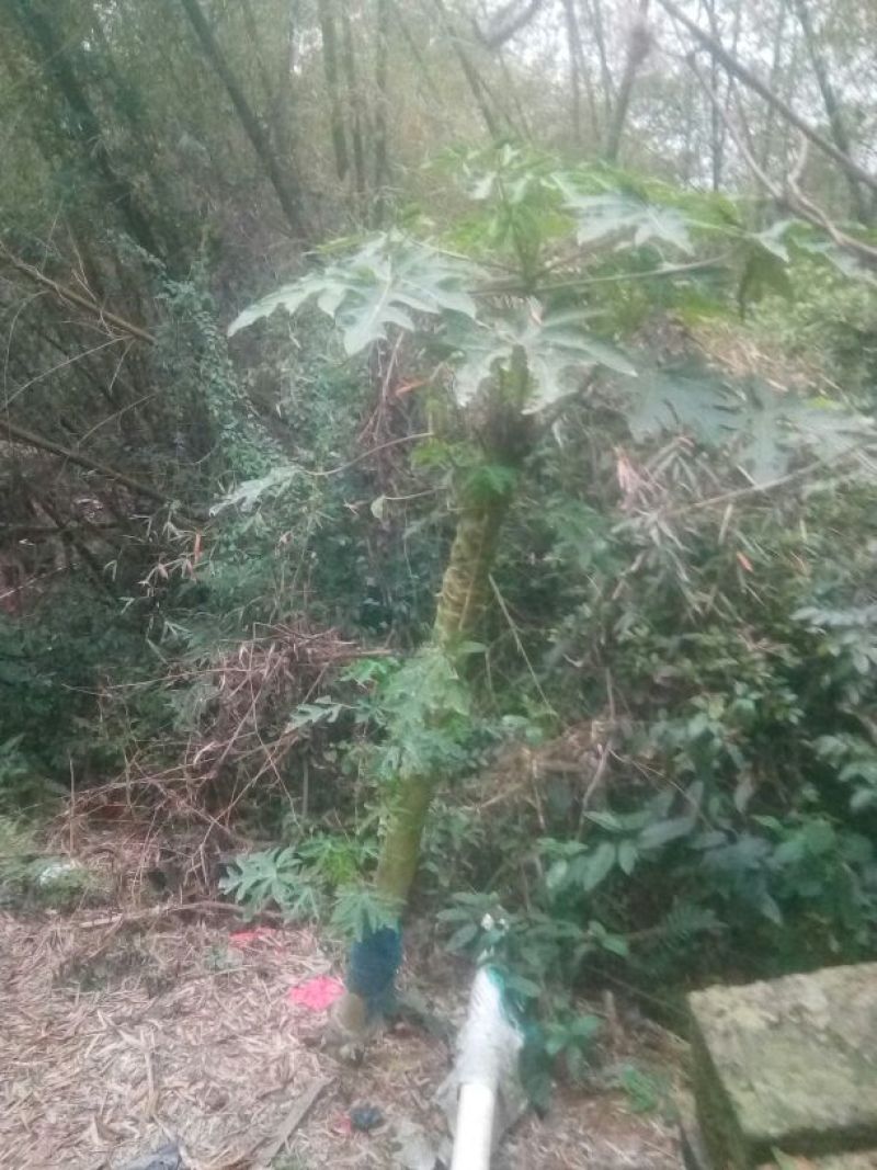 木瓜树苗10~20cm