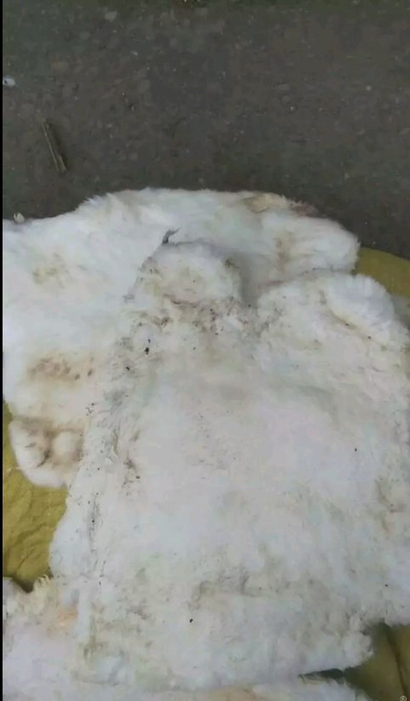 獭兔皮